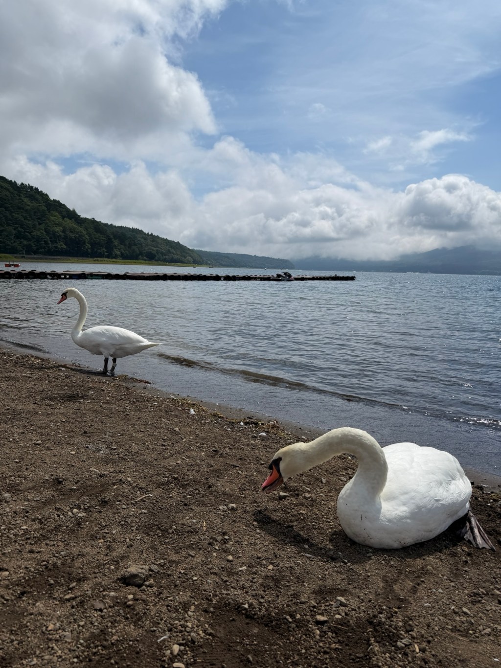 28|🦢 富士山之旅｜第一站：山中湖Lake Yamanaka